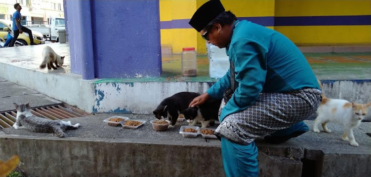 diari papa pencinta kucing jalanan dan haiwan