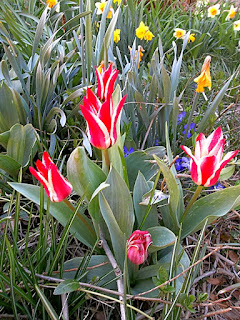 Spring flowers in Annake's garden