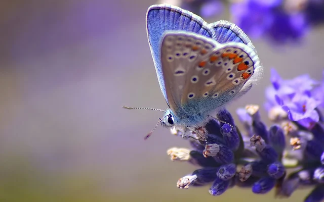 Mooie vlinder op een paarse bloem