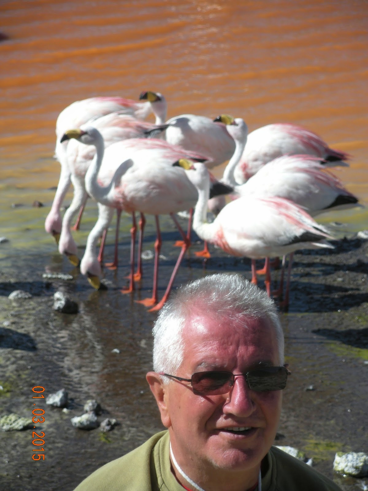 Atacama - Blogs de Bolivia - Atacama/ geyseres y lagunas (7)