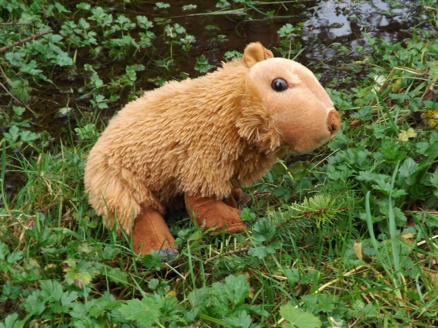 Beautiful Wallpapers for Desktop: Capybara HD Wallpapers