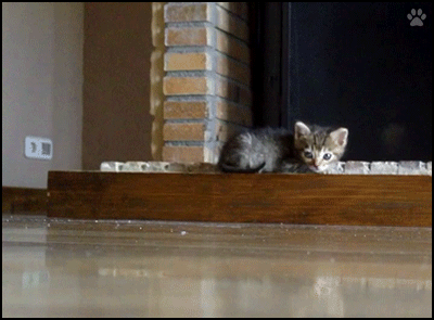 Art Cat GIF • Funny Kitty is determined. "Hey wait for me, I am coming with you!" Art Cat GIF • Funny Kitty is determined. "Hey wait for me, I am coming with you!"