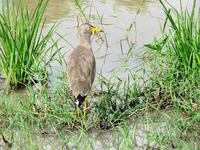 African Wattled Lapwing in Uganda