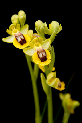 orquídea