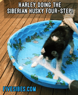 fivesibes.blogspot.com