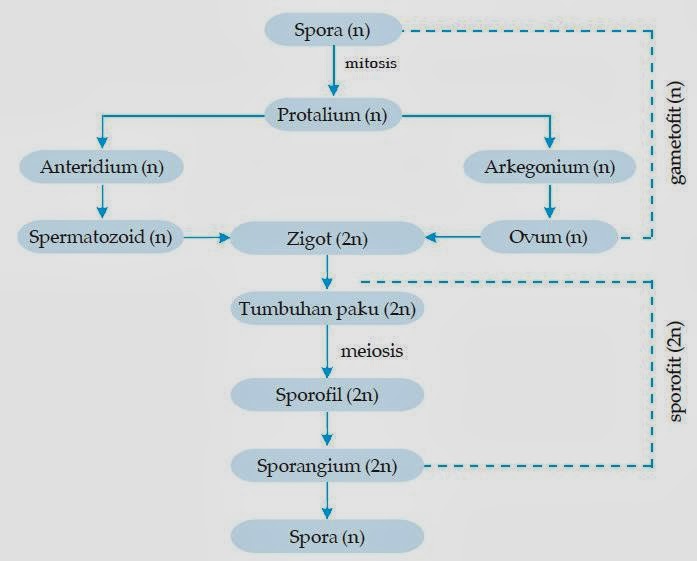 Embriogenesis Pteridofita (Tumbuhan Paku) - EDUBIO