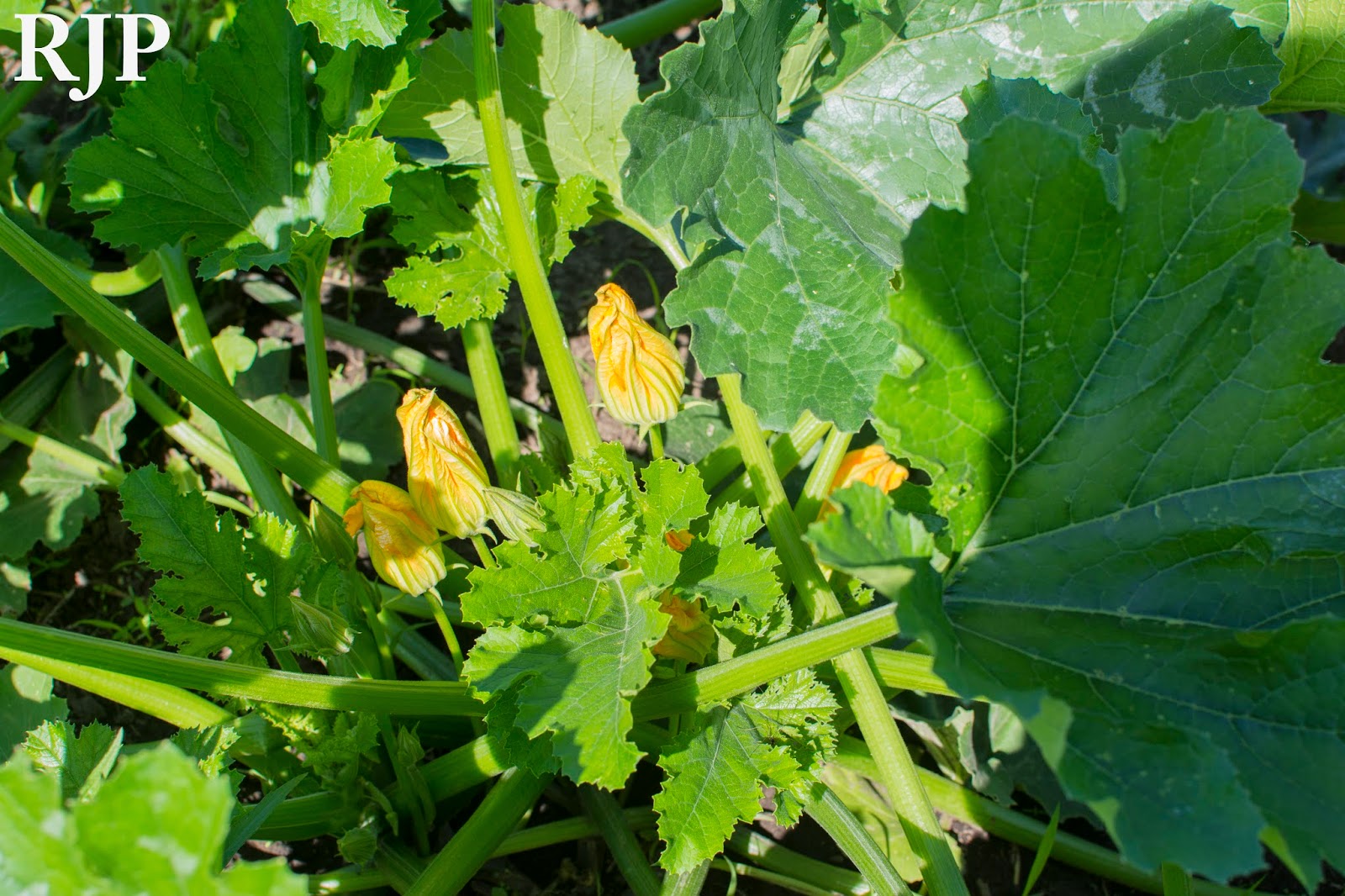 Vegetable Freak 10 Ways to Use Fresh Squash Blossoms