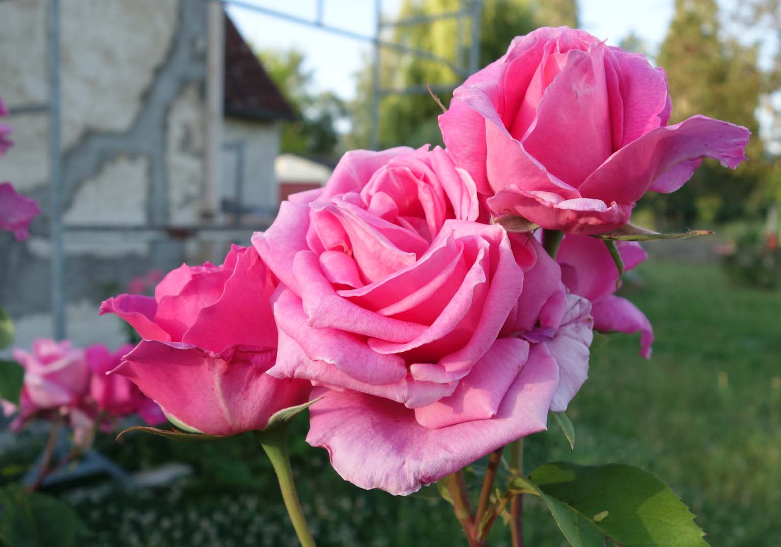 Living the life in Saint-Aignan: Encore des roses...