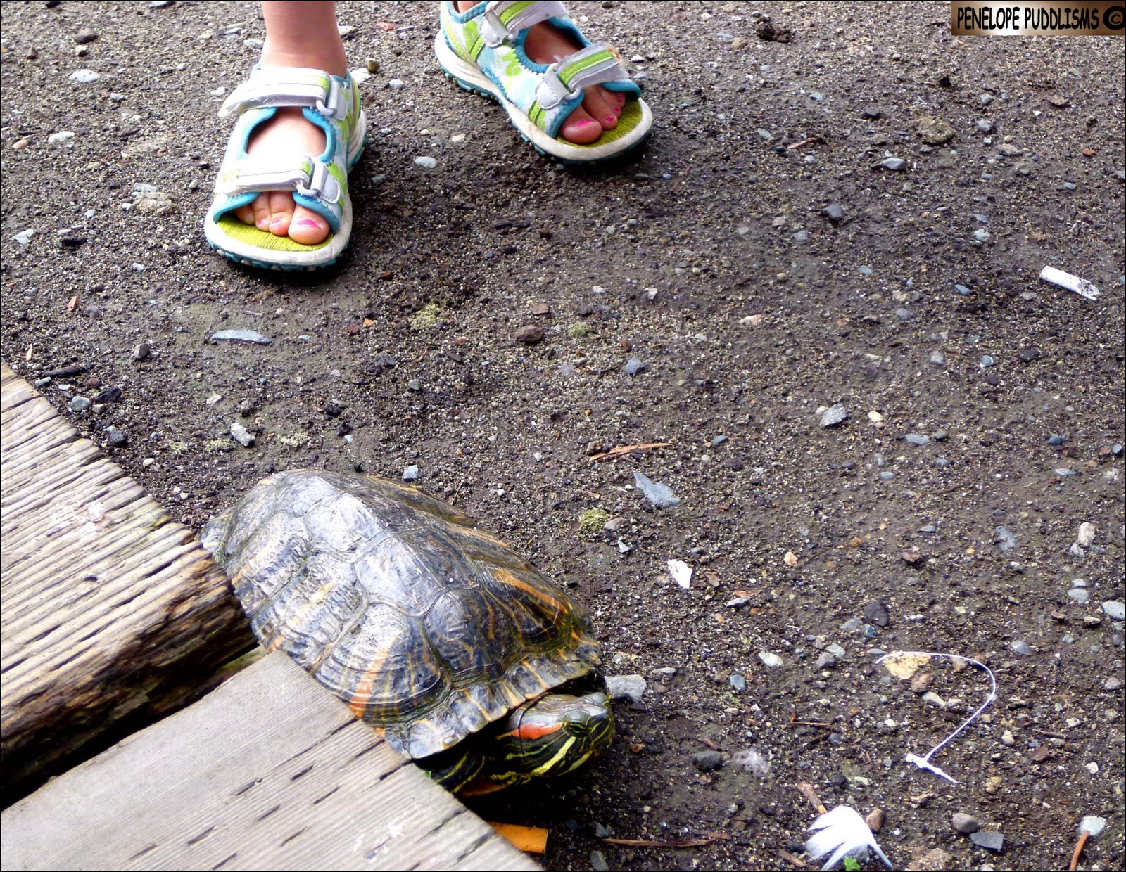 turtle toes shoes