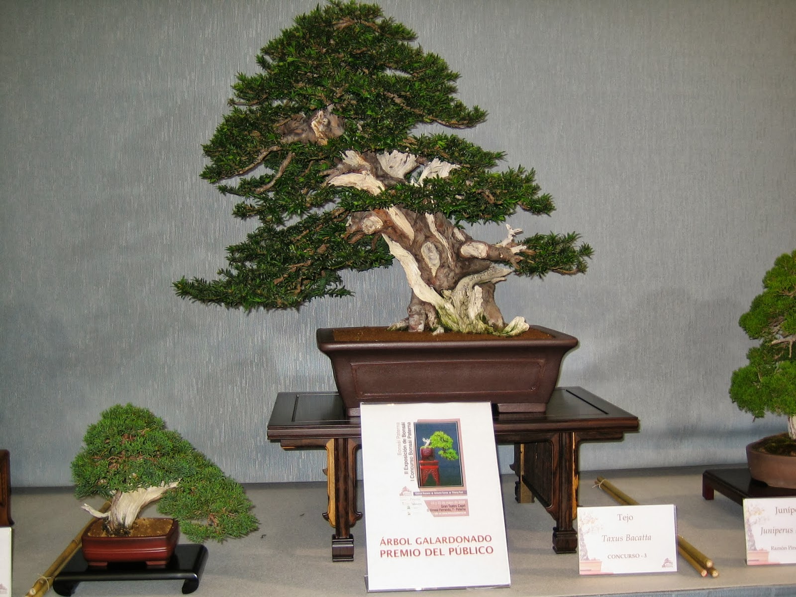 Asociacion Valenciana de Bonsai 2008 II Exposicion Bonsai Paterna