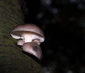 The edible oyster mushroom, Pleurotus ostreatus, in Mere
 Sands Wood Nature Reserve, Lancashire