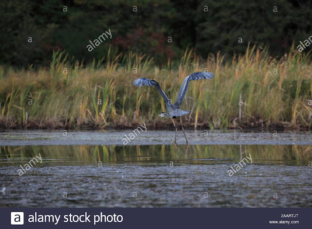  Heron bird species at the Lake of Two Rivers, Algonquin Ontario Provincial Park, September 20, 2019
