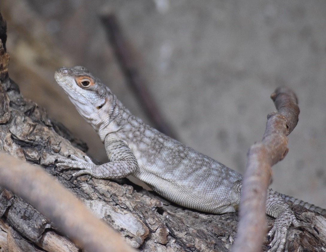 ZOOTOGRAFIANDO (6.100 ANIMALS) AGAMA COMÚN / COMMON AGAMA (Agama agama)