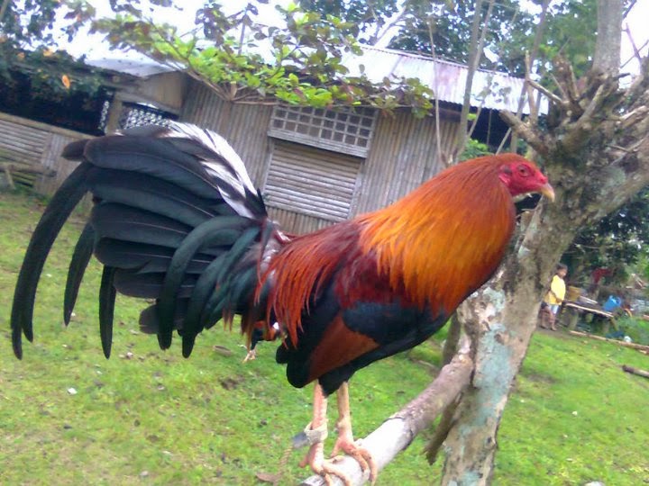 Cowan Roundhead Bloodline Fighting Style, History World Of Gamefowl