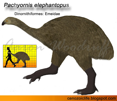 cassowary cycle diagram in the cenozoic era heavy footed moa pachyornis cassowary cycle diagram in the cenozoic era heavy footed moa pachyornis