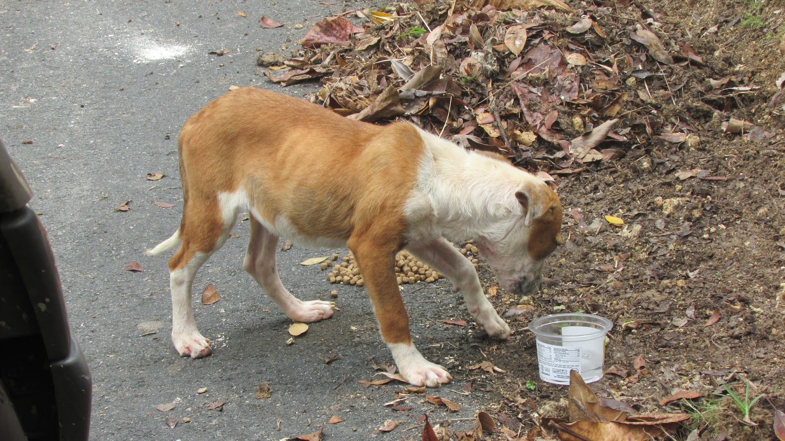 Let's talk dog Feeding Starving Dogs and Abandoned Puppies