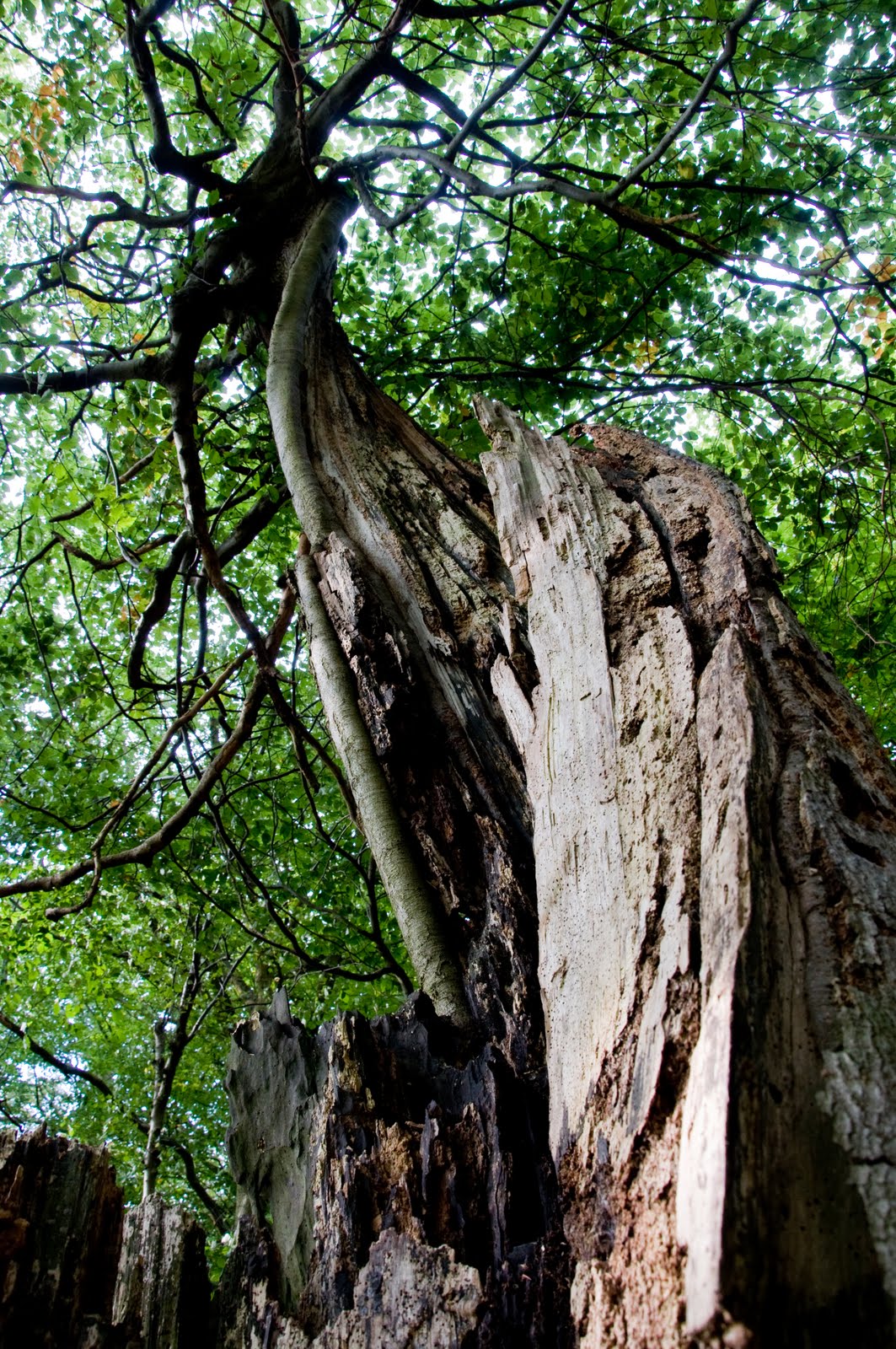 Photography by MickB The Twisted Hollow Beech Tree of Ashridge