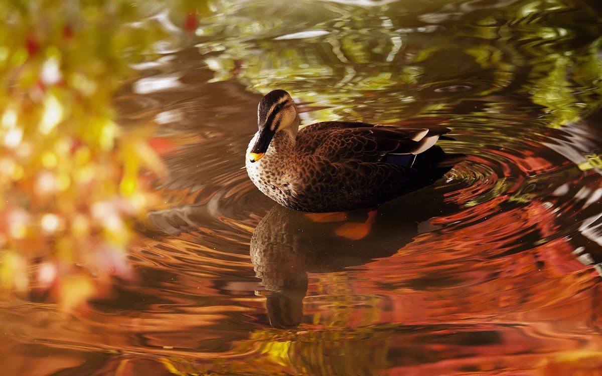 Duck in Water Wallpaper