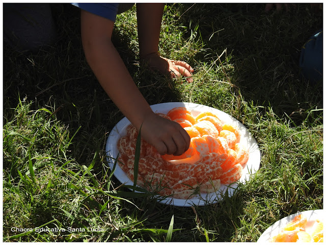 Comiendo mandarinas -Chacra Educativa Santa Lucía Comiendo mandarinas -Chacra Educativa Santa Lucía