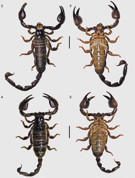 Sciency Thoughts A new species of Scorpion from Western Australia.