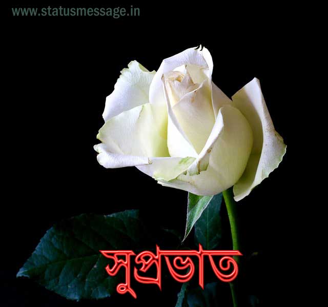 Best 30 Bengali Good Morning Image Free Download, Subho Sokal Pic
