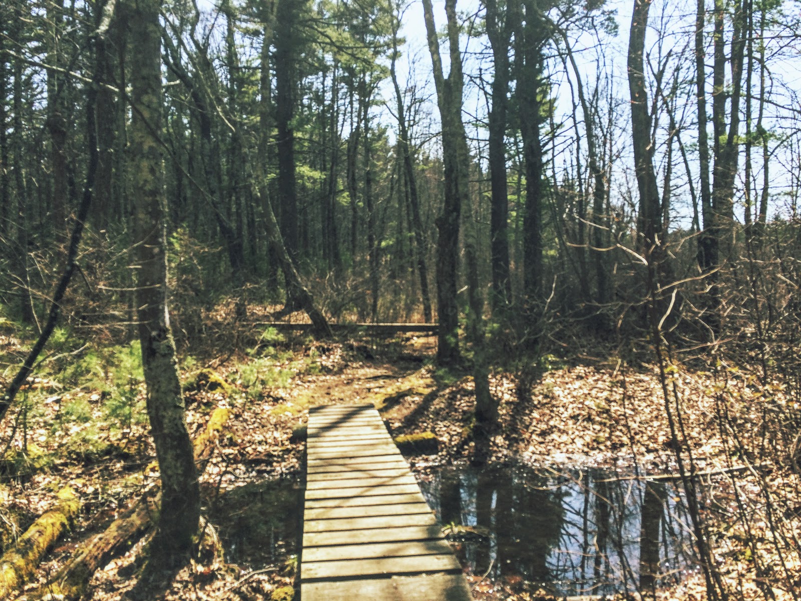 The Daily Woot Trout Brook Conservation Area