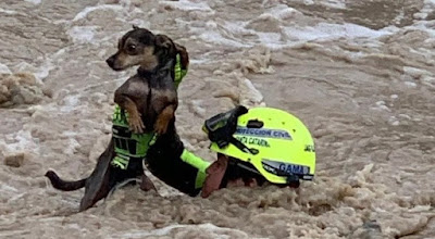 Rescatan a perrito que era arrastrado por la corriente en Nuevo León 