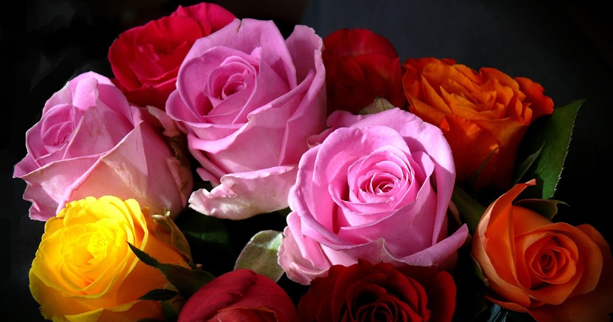 Las plantas y sus usos Rosas