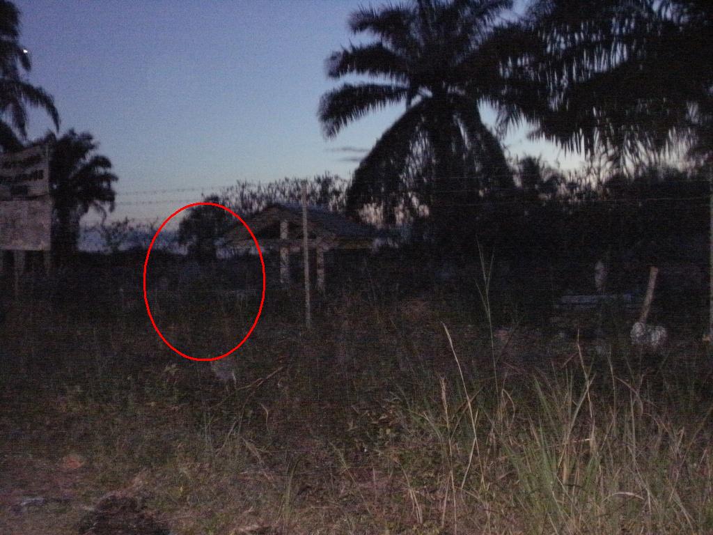 hardy boy: Pontianak Tawau - Foto