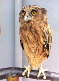 45++ Harga burung owl anakan terupdate