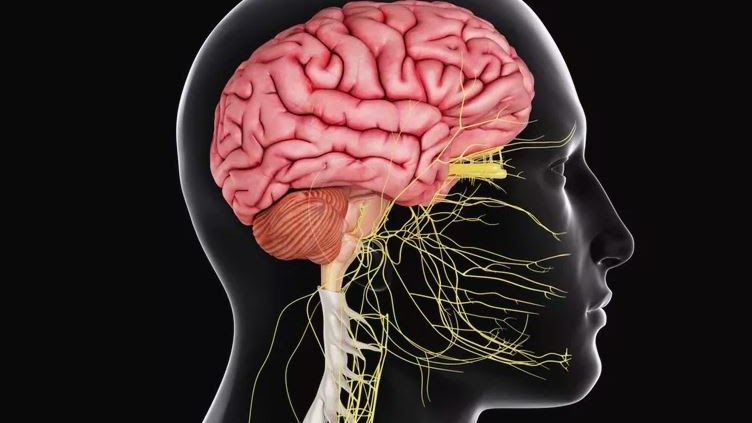 Fungsi Sistem Saraf Pusat Sekolah007