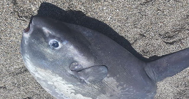 Indignación las redes tras la muerte de un pez luna en Roquetas de Mar a manos de un bañista
