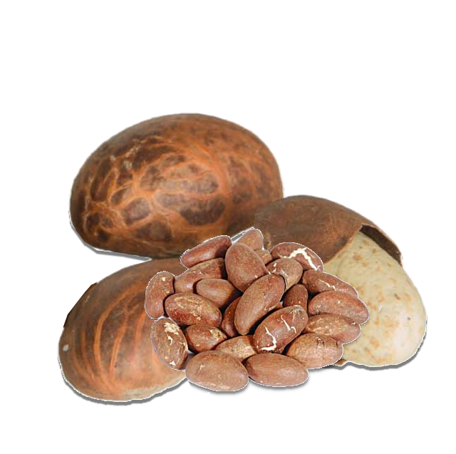 Where to buy Bitter kola