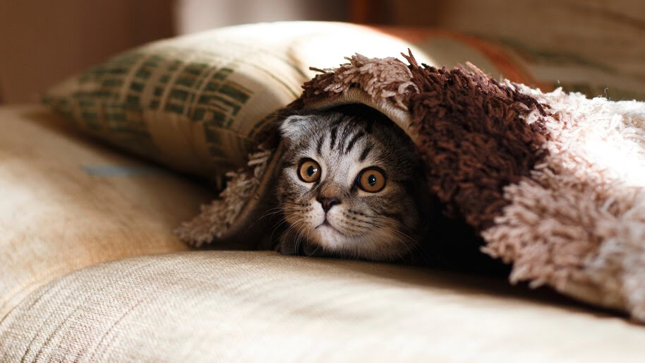 #8.2885, Cute, Cat, Hiding, 4K Wallpaper