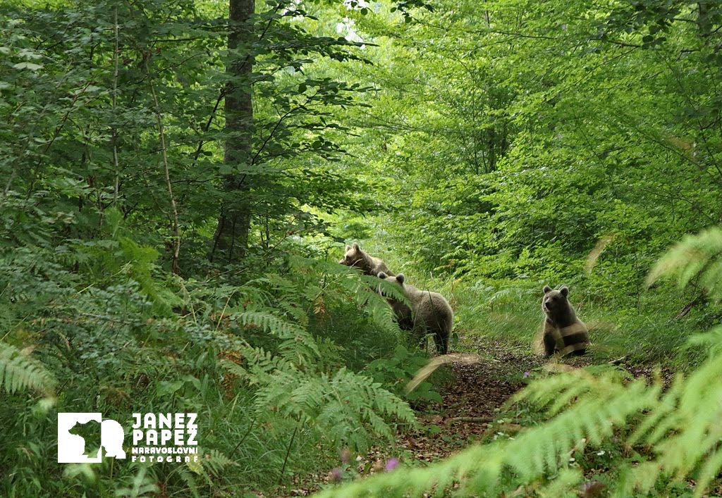 SREČANJE NA GOZDNI POTI