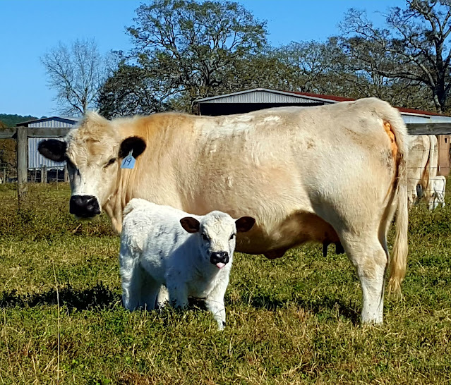 British White Cattle in Southeast Texas JWest Cattle Company