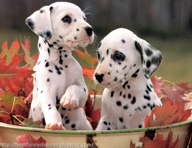Two Dalmatians puppies.