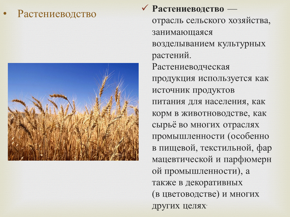 Проект про растениеводство 4 класс окружающему миру