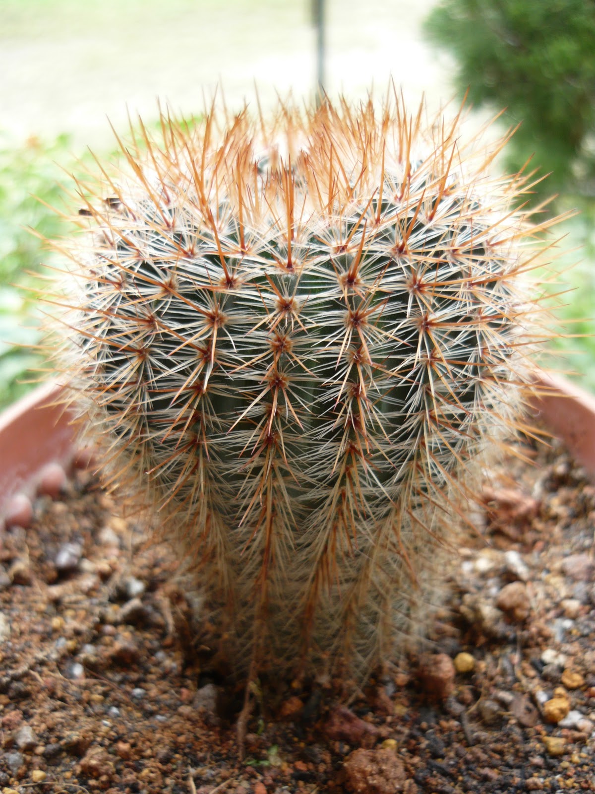 My Own Cactus & Succulent kinds of ornamental plants