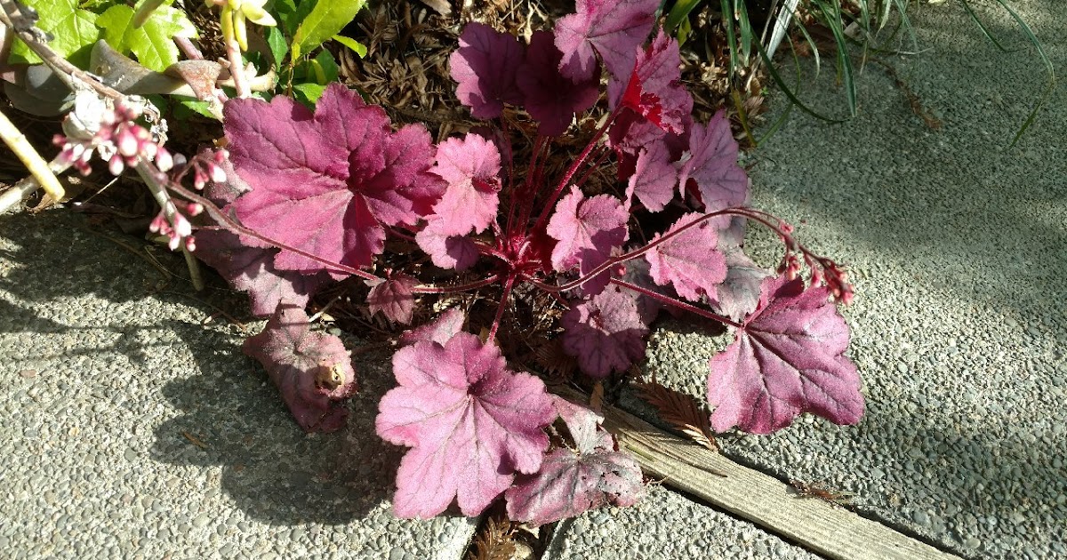 Coral bells with a difference