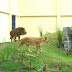 Leona ganha a companhia de Simba, que havia sido vítima de tráfico, e Parque da Bica agora tem um casal leões