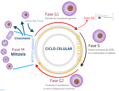Produce descendencia rápidamente por mitosis