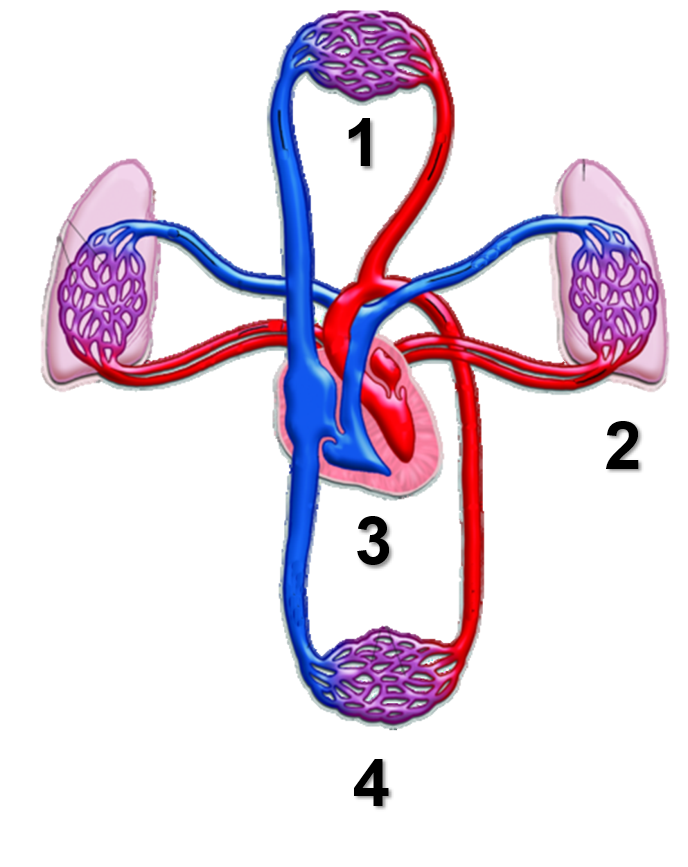 Простейшие кровообращения. Сердечно сосудистая система. Сосудистая система человека. Сердечно сосудистая система сердце сосуды. Кровеносная система.