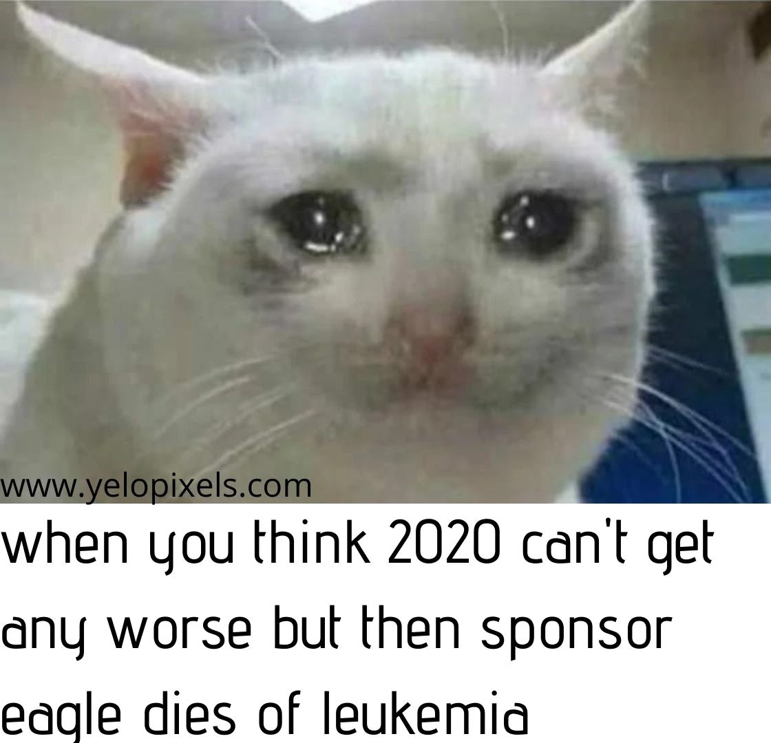 best+cat+emtion+funny+memes