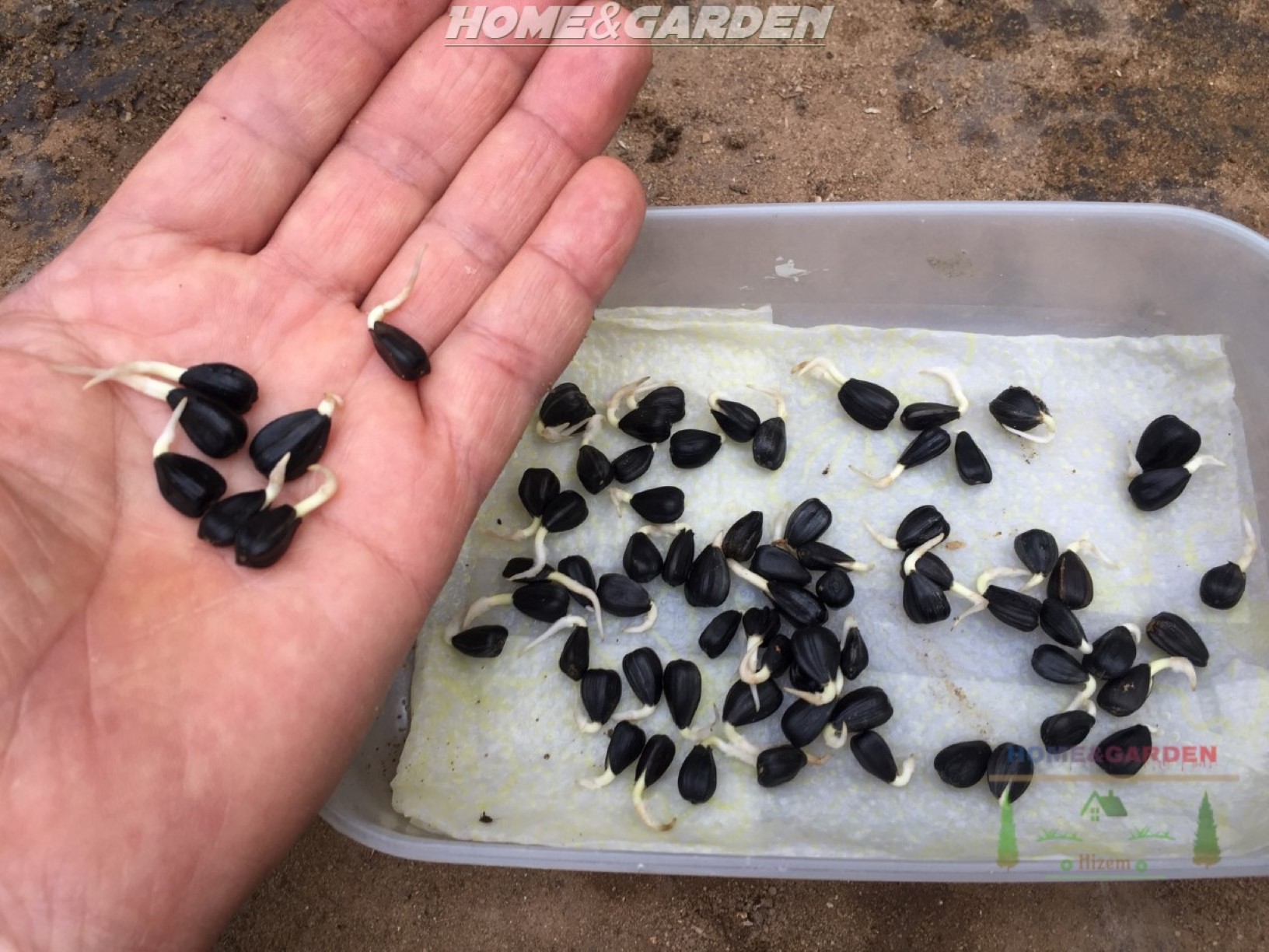 How to Start Sunflower Seeds Indoors