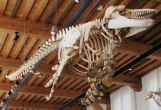 Katil balina iskeleti