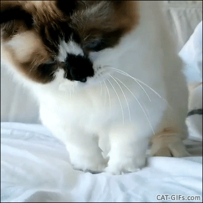 Funny Cat GIF • Albert Baby cat playing on bed scratching sheets like a digging machine Funny Cat GIF • Albert Baby cat playing on bed scratching sheets like a digging machine