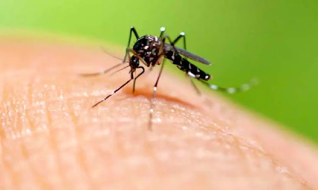 Bahia teve 65 pessoas infectadas por dia com dengue, zika e chikungunya em janeiro