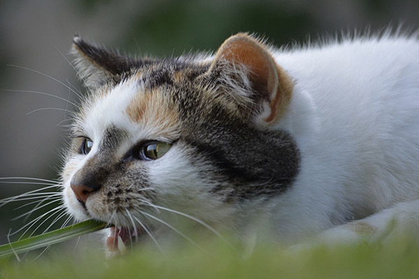 Alasan Utama Kucing Makan Rumput