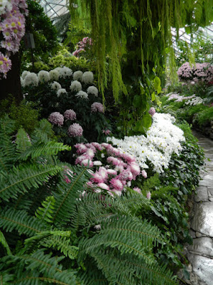 Pastel mums at Allan Gardens Conservatory 2015 Chrysanthemum Show by garden muses-not another Toronto gardening blog